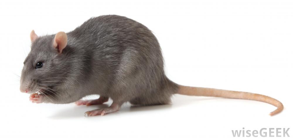 Image result for grey rat